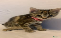 Mixed Breed cats for sale: Jelly bean looking for her forever home 🏡 🫘 🥰 - Image 4