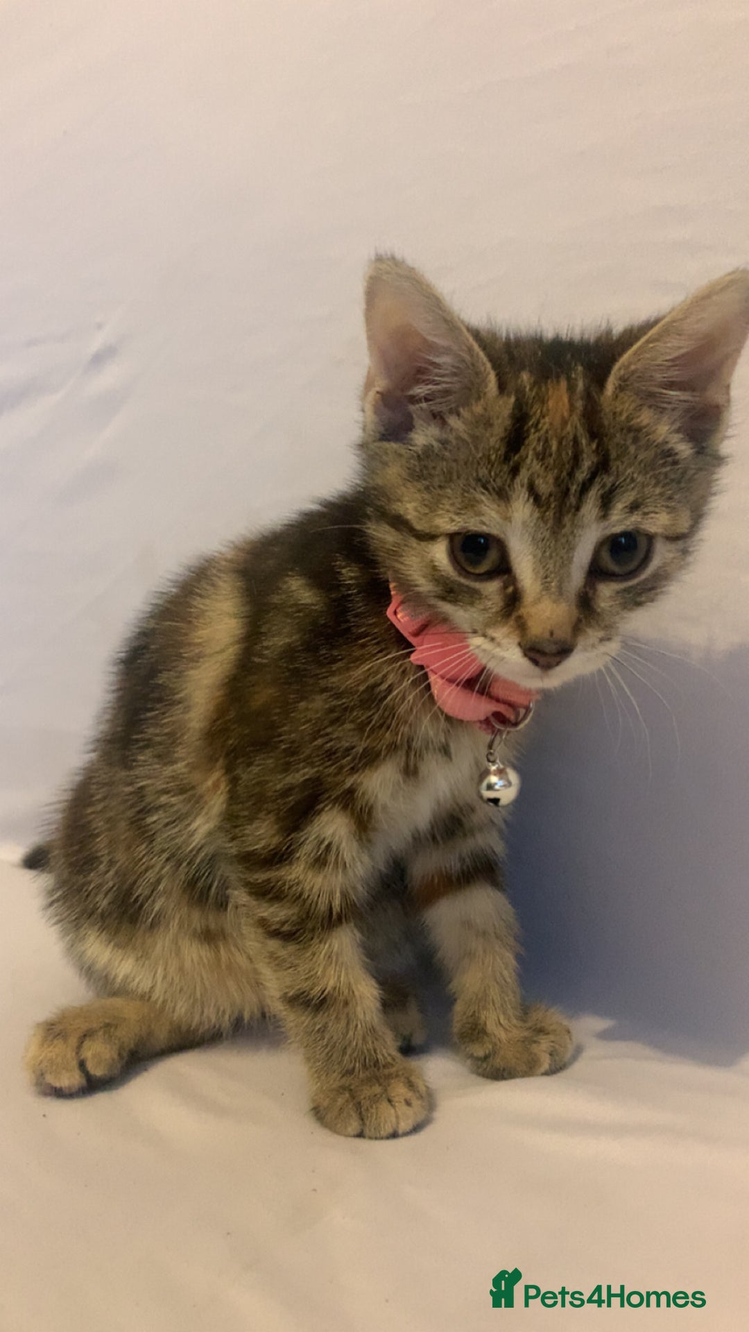 Mixed Breed cats for sale: Jelly bean looking for her forever home 🏡 🫘 🥰 - Image 4