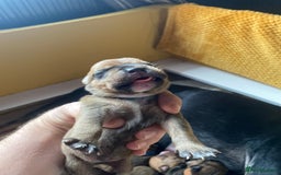 Mixed Breed dogs for sale: Rottweiler  ** taffy puppies - Image 14