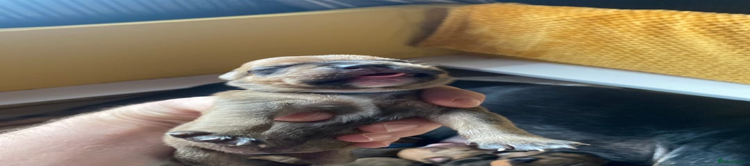 Mixed Breed Puppy 12