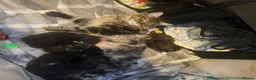 Maine Coon cats for sale: 😻Active TICA Registered XL Maine Coon Queen - Advert 6