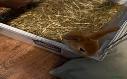 Mixed Breed rabbits for sale: Beautiful litter of mixed  rabbits ( dad a Rex)  - Image 9