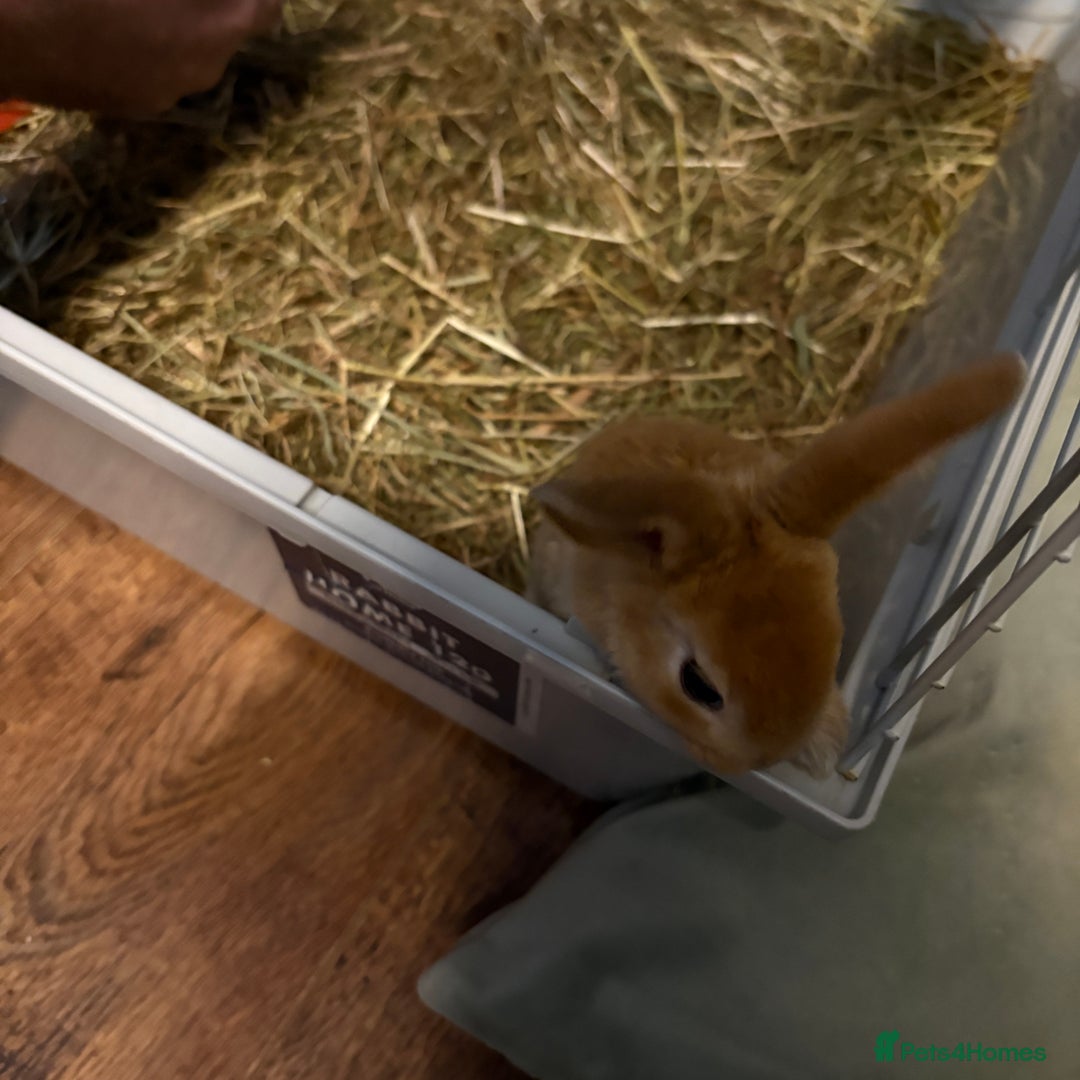 Mixed Breed rabbits for sale: Beautiful litter of mixed  rabbits ( dad a Rex)  - Image 9