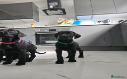 Mixed Breed dogs for sale: Dobermann X Weimaraner Cross Mix Puppies - Image 13