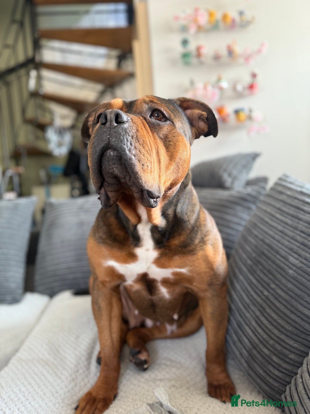 Mixed Breed dogs for sale: Pocket Bully Cross - Image 5