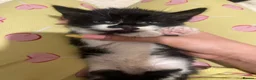 Mixed Breed cats for sale: Kittens ready  in Swansea - Advert 6