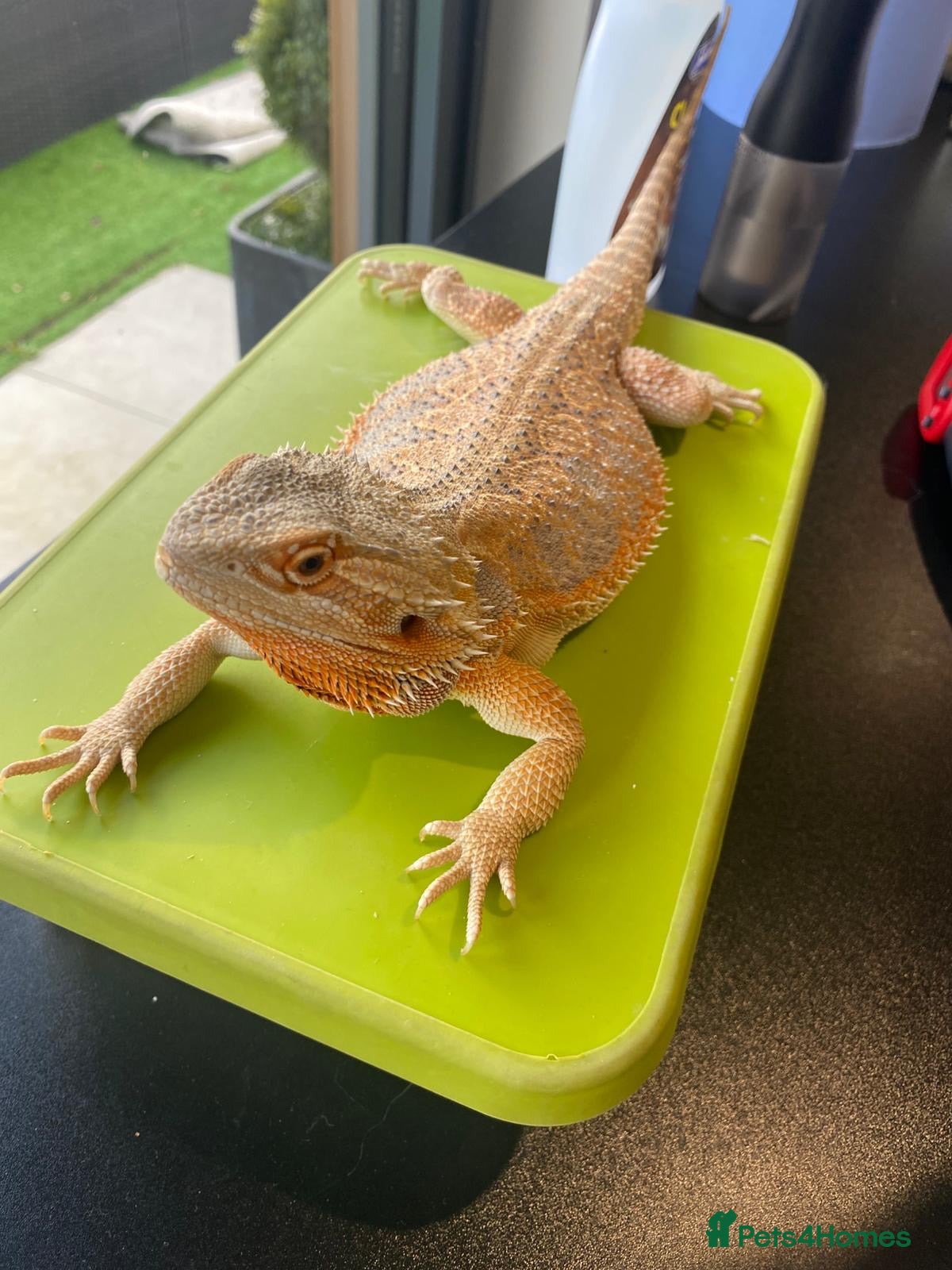 Bearded Dragon reptiles Bearded dragon (Falkhor) + full set up in Thatcham - Advert 7