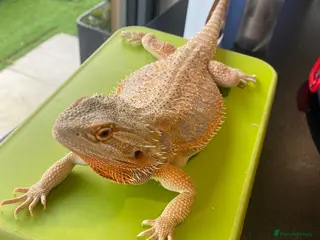 Bearded Dragon reptiles Bearded dragon (Falkhor) + full set up in Thatcham - Advert 7