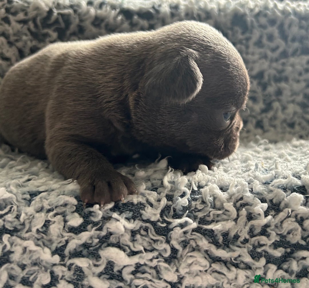 French Bulldog dogs for sale: French bulldog puppies  - Image 7