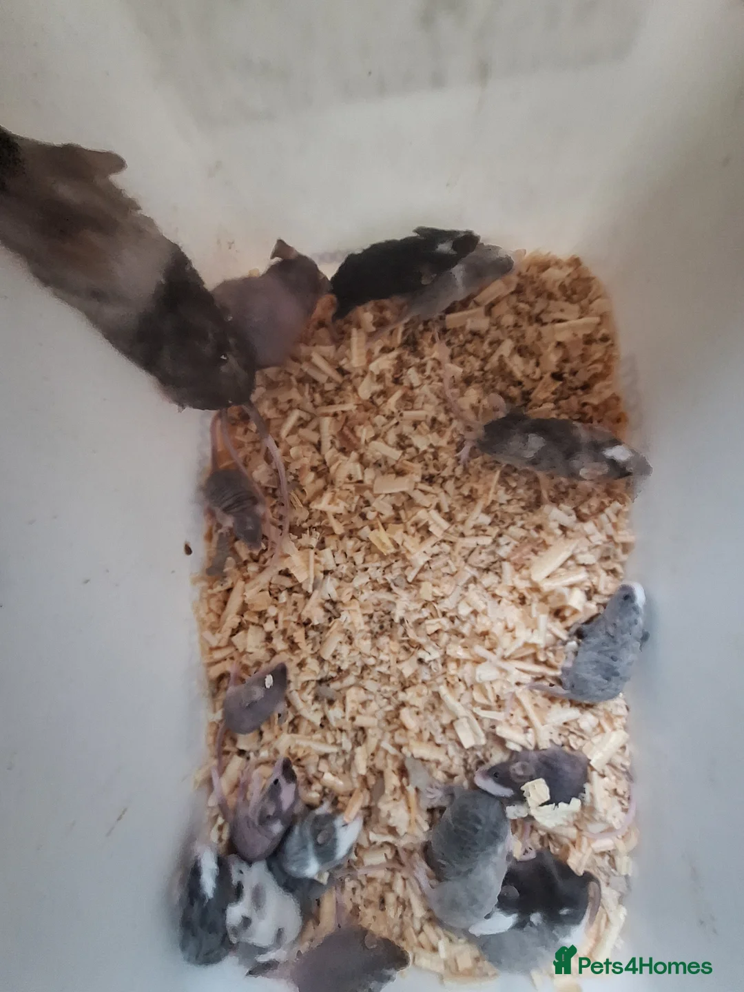 Mouse rodents for sale: Fancy pet mice for sale  - Advert 7