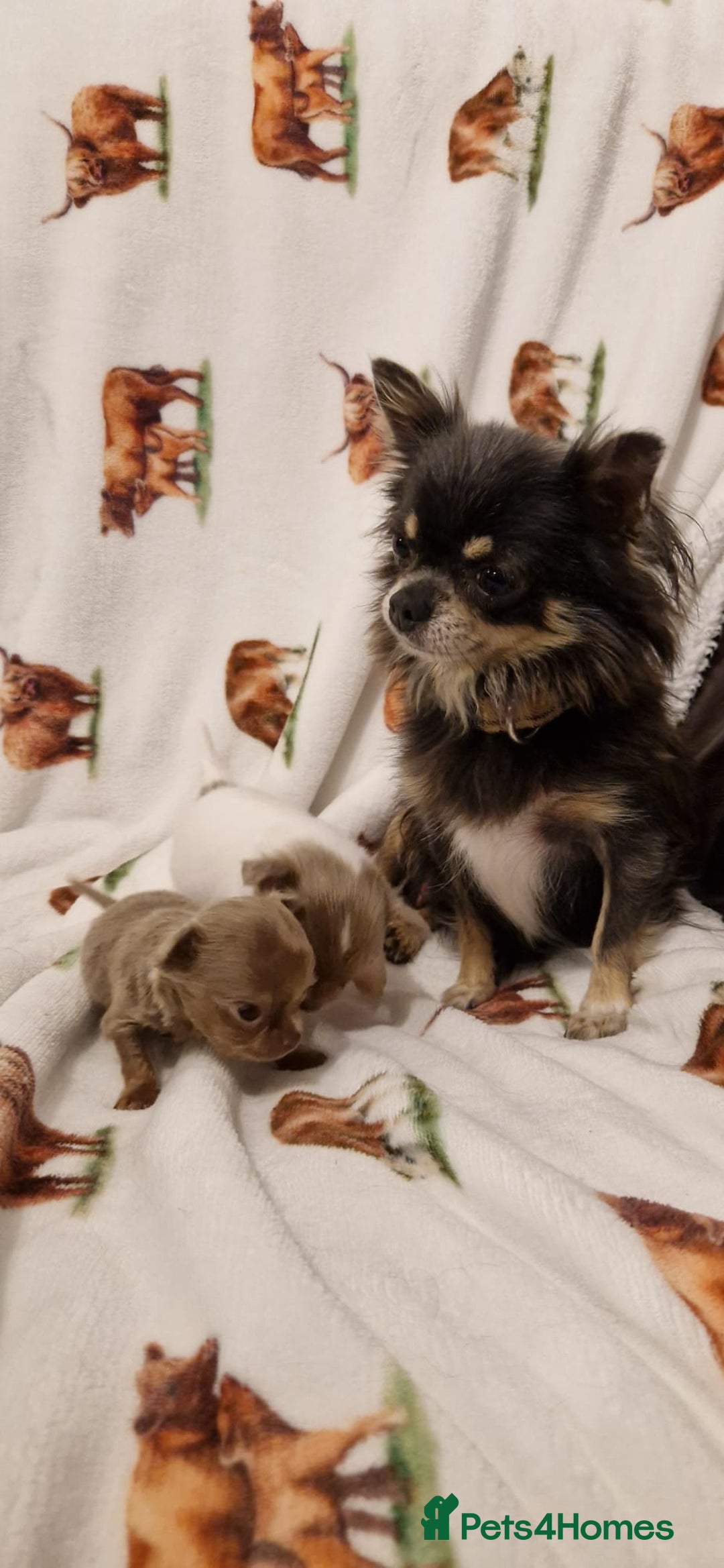 Chihuahua dogs for sale: Ready to go White/Lilac Parti Chihuahua - Advert 7