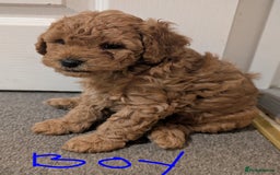 Shihpoo dogs for sale: F1b Shipoo Puppies  - Image 3