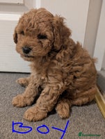 Shihpoo dogs - Advert 3