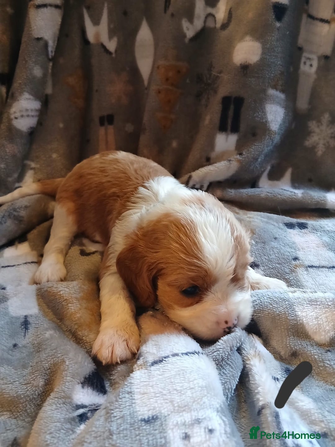 Cavalier King Charles Spaniel dogs for sale: DNA TESTED CAVALIER KING CHARLES  - Image 12