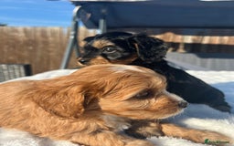 Cavapoo dogs for sale: ⭐️ Black & Tan Female Toy Cavapoo ⭐️ - Image 30