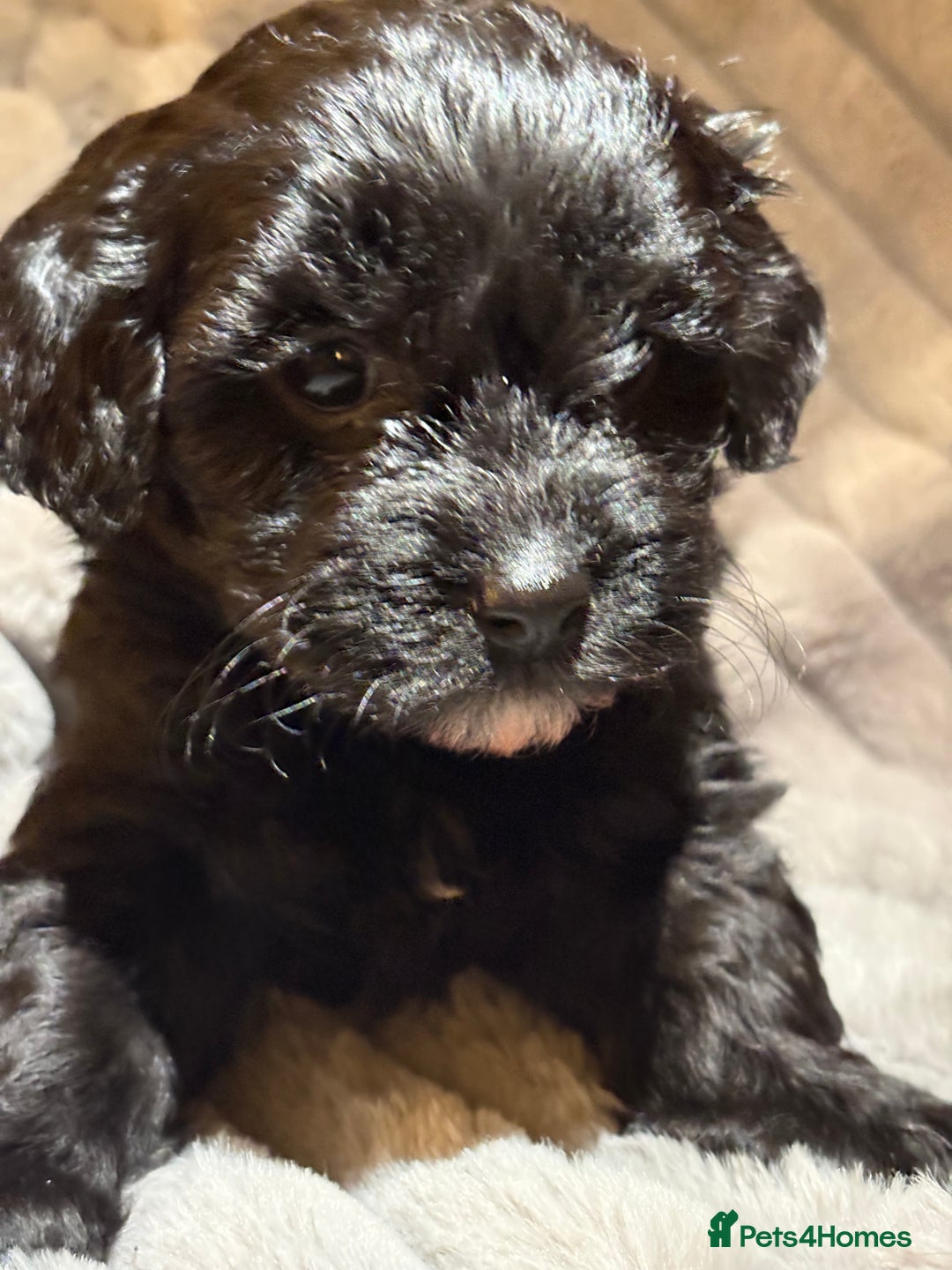 Shihpoo dogs for sale: Shihpoos for sale   - Advert 23