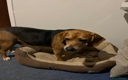Mixed Breed dogs for adoption: Jojo handsome Beagle cross  - Image 8