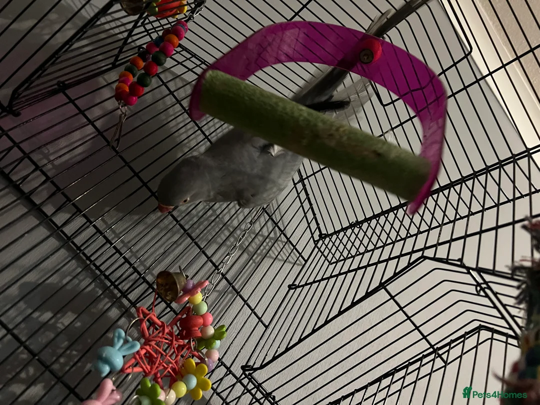 Parrots birds for sale: Beautiful Grey Indian Ringneck for Sale - Advert 8