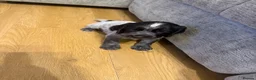 Cocker Spaniel dogs for sale: 3 beautiful cocker spaniel puppies  - Advert 9