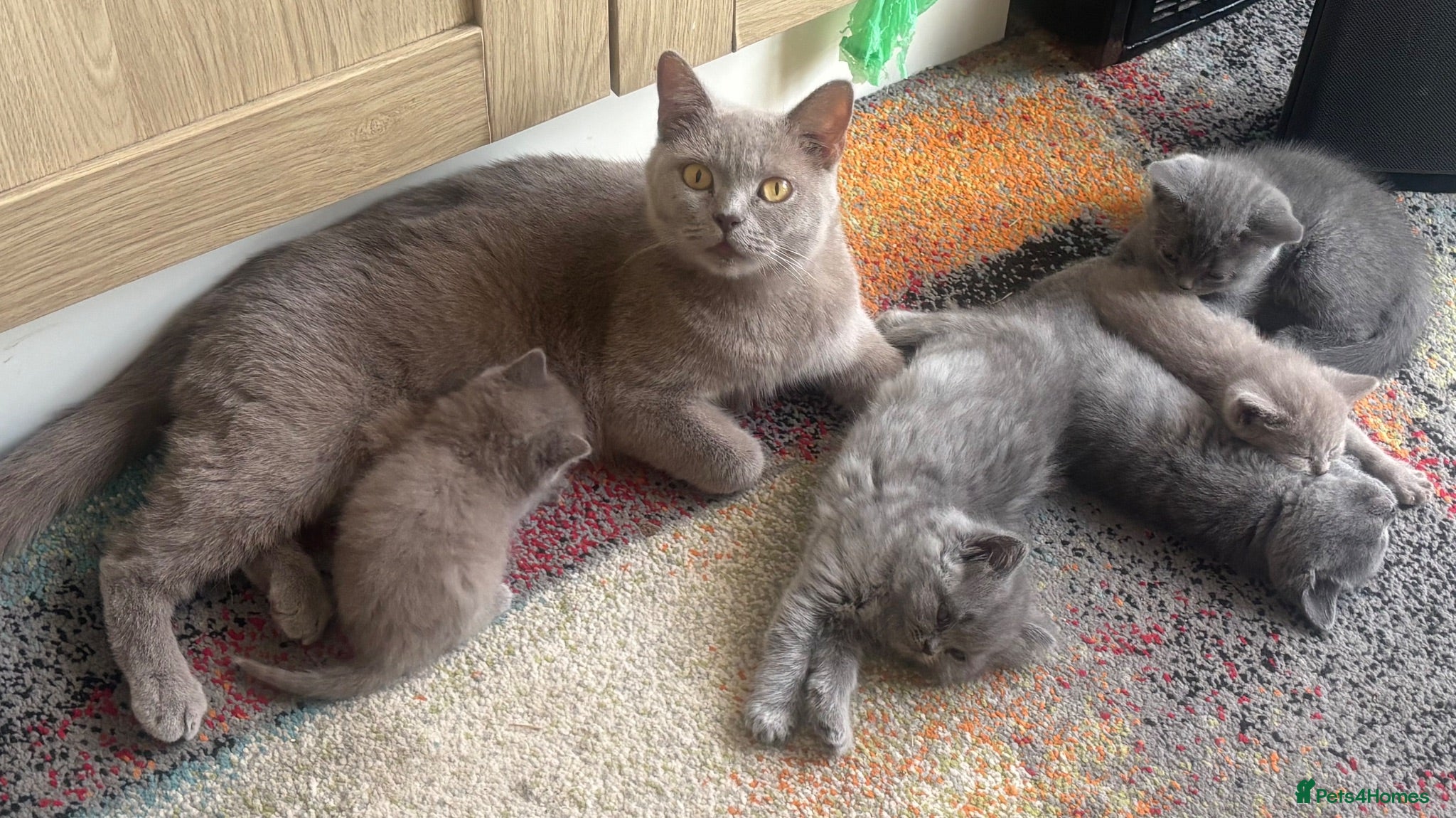 British Shorthair cats Stunning set of British blues - Advert 1