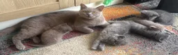 British Shorthair cats for sale: Stunning set of British blues - Advert 1