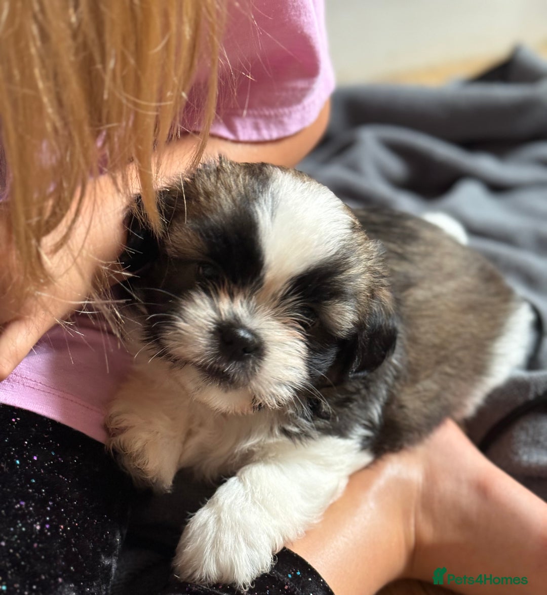 Shih Tzu dogs for sale: Shih tzu puppie for sale  - Image 8