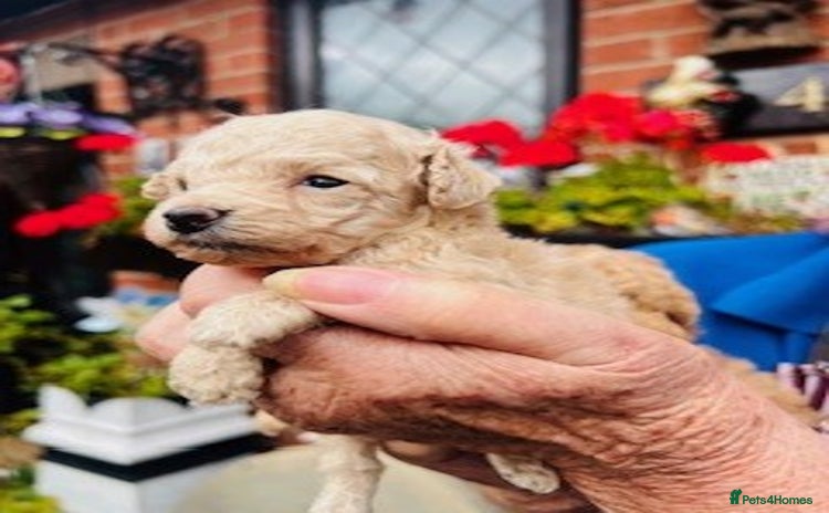 Toy Poodle dogs - Advert 4