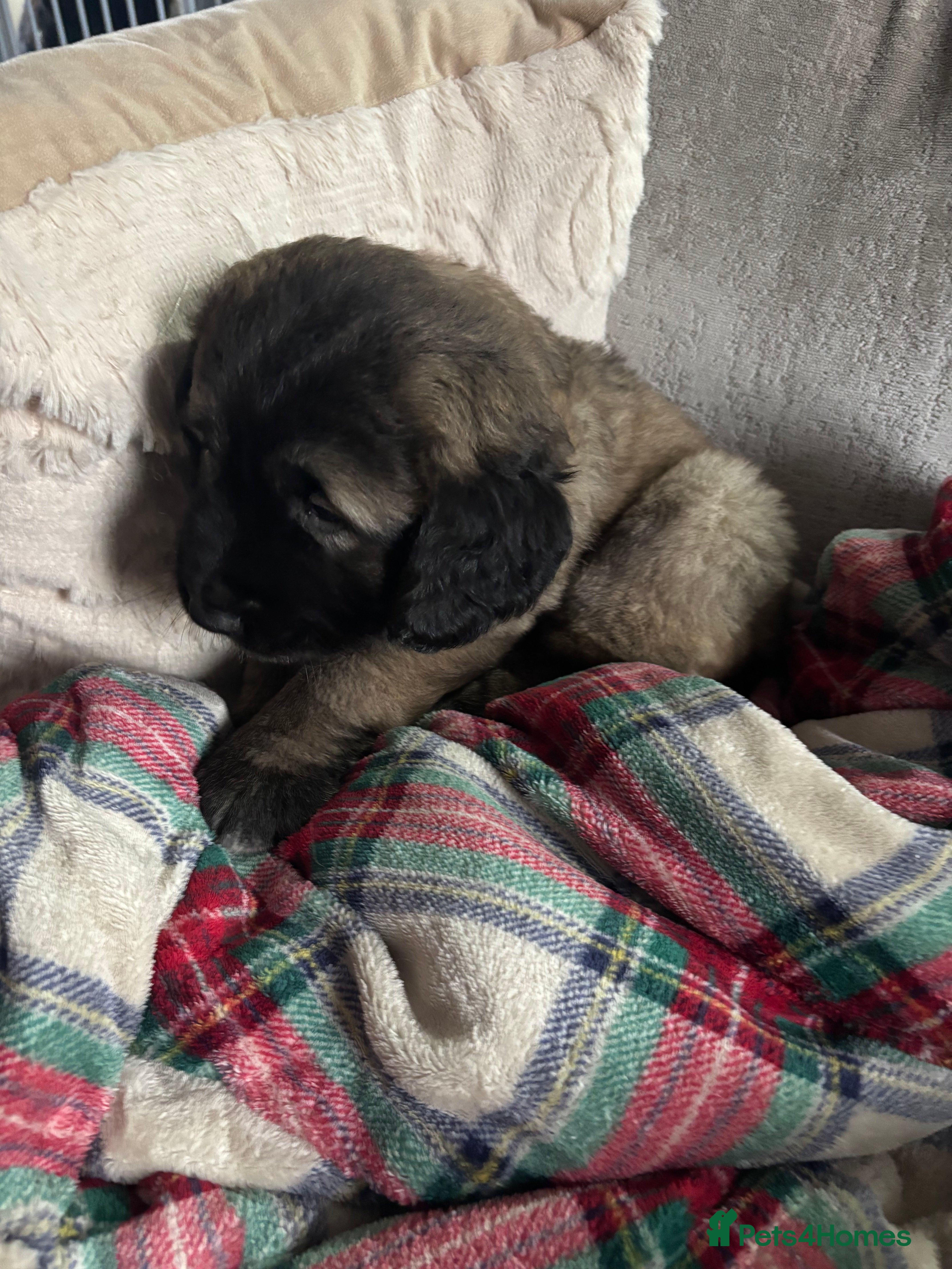 Caucasian Shepherd Dog dogs Caucasian shepherds 1 female left - Advert 1