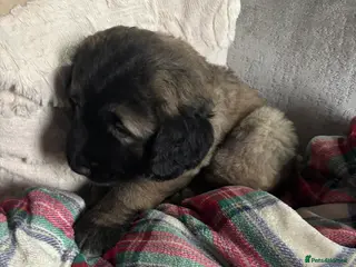 Caucasian Shepherd Dog dogs Caucasian shepherds 1 female left - Advert 1