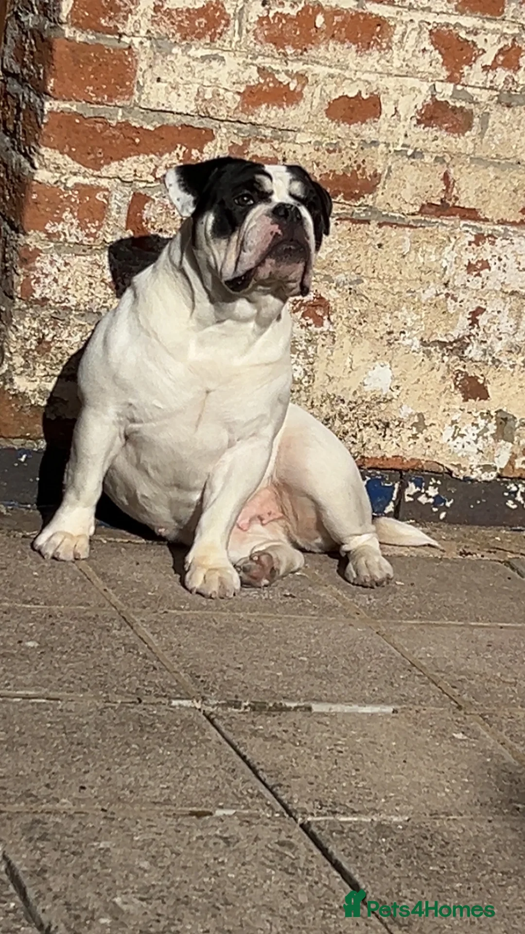 Olde English Bulldogge dogs for sale: Olde tyme English bulldog in Leicester - Advert 10
