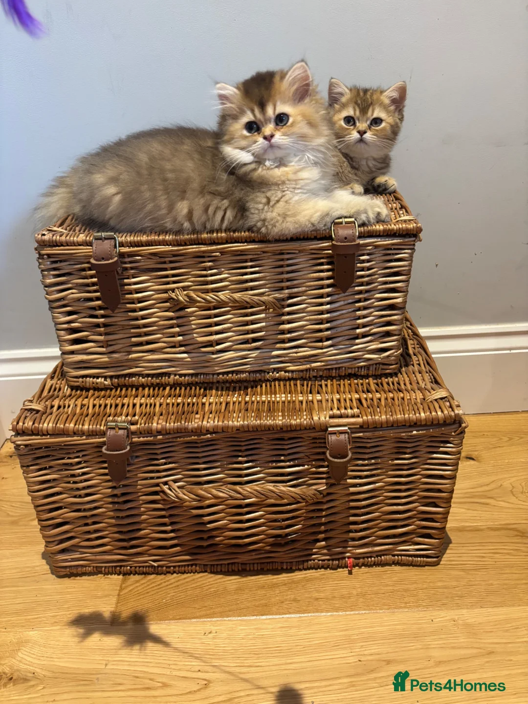British Longhair cats for sale: GCCF reg Golden British Longhair/Shorthair Kittens - Advert 2