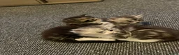 Maine Coon cats for sale: Maine coon kittens  in Mansfield - Advert 6