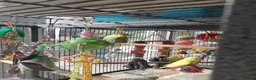 Budgerigars birds for sale: Beautiful baby budgies  - Advert 7