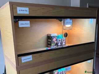 Leopard Gecko reptiles - Advert 17