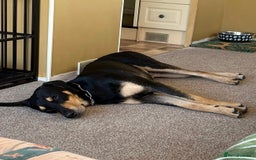 Mixed Breed dogs for adoption: Parker (Hound mix) - Image 25