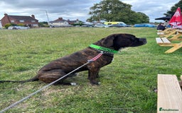 Mixed Breed dogs for sale: Looking to rehome bear, 2 year mastiff/rotti - Image 4