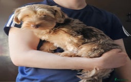 Yorkshire Terrier dogs for sale: 🤎 Mocha 🤎 Small Biro Yorkie Boy 1,9kg ready now - Image 6