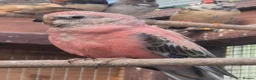 Mixed Breed birds for sale: Rosa Bourke, canaries, sliverbills & diamond doves - Advert 7