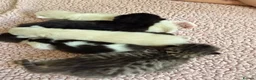 Ragdoll cats for sale: Ragdoll mix breed  - Advert 8
