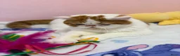 Exotic cats for sale: Beautiful exotic boy - Advert 9