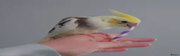 Cockatiels birds for sale: Hand reread silly tame DNA sexed baby cockatiels  - Advert 1