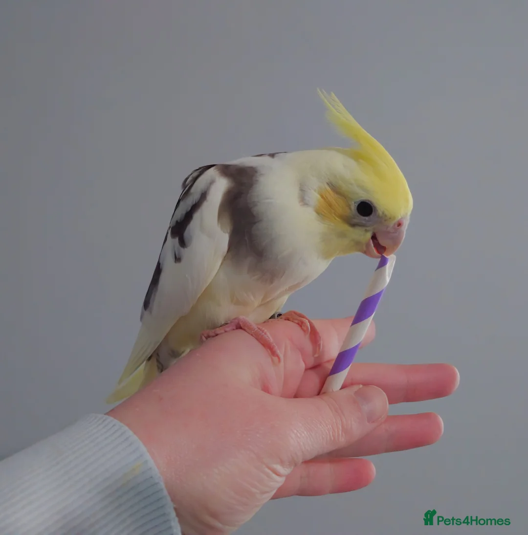 Cockatiels birds for sale: Hand reread silly tame DNA sexed baby cockatiels  - Advert 1