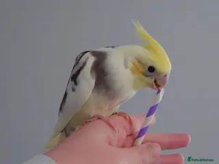 Cockatiels birds Hand reread silly tame DNA sexed baby cockatiels - Advert 3