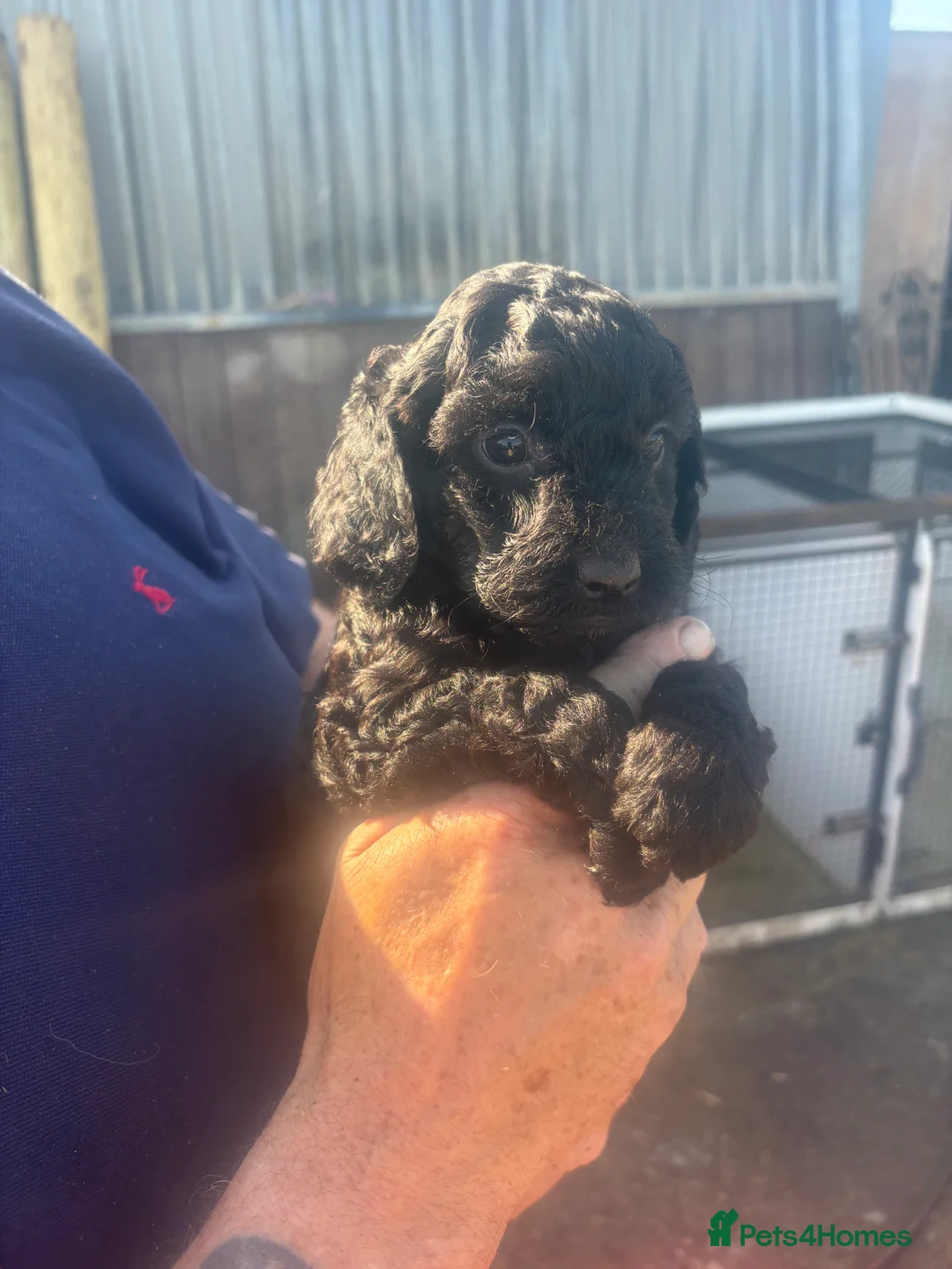 Cockapoo dogs for sale: Cockapoo puppies  - Advert 2