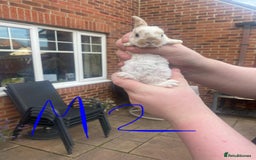French Lop rabbits for sale: Baby lops  - Image 11