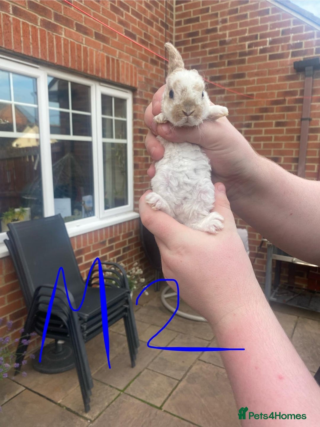 French Lop rabbits for sale: Baby lops  - Image 11