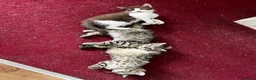 American Shorthair cats for sale: Beautiful Tabby Kittens Ready for Loving Homes - Advert 14