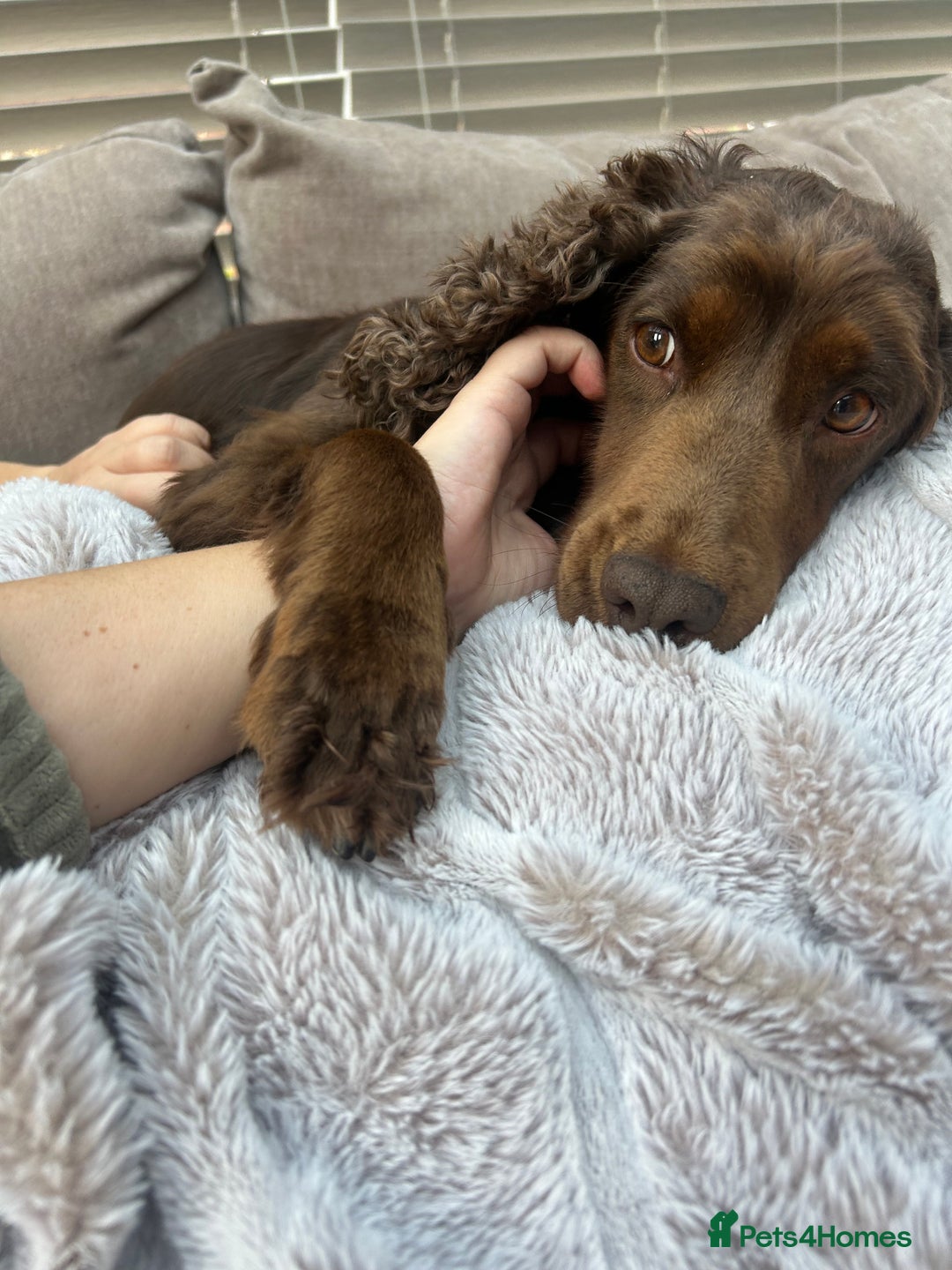 Cocker Spaniel dogs for sale: Beautiful Cocker Spaniel - Sad sale. - Advert 1