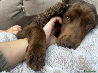 Cocker Spaniel dogs for sale: Beautiful Cocker Spaniel - Sad sale. - Advert 1