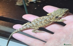 Bearded Dragon reptiles for sale: Baby Bearded dragons ready now  - Image 8